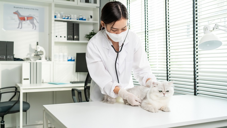 Asiatischer Tierarzt untersucht Katze während des Termins in der Tierklinik.  Katzen mit kurzen Nasen sind anfälliger für das brachyzephale Atemwegssyndrom.