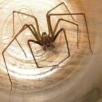 Loxosceles recluse spider capture in a plastic cup