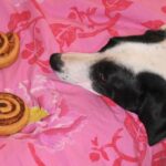 Funny photo of a dog & cinnamon rolls
