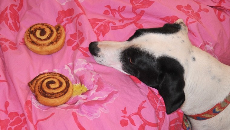Funny photo of a dog & cinnamon rolls