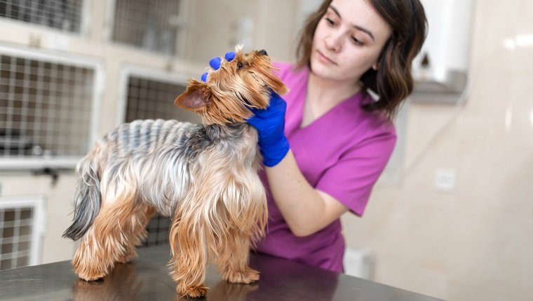 Professional veterinary doctor vaccinates a small dog breed Yorkshire Terrier. A young woman veterinarian Caucasian appearance works in a veterinary clinic. Dog on examination at the vet.