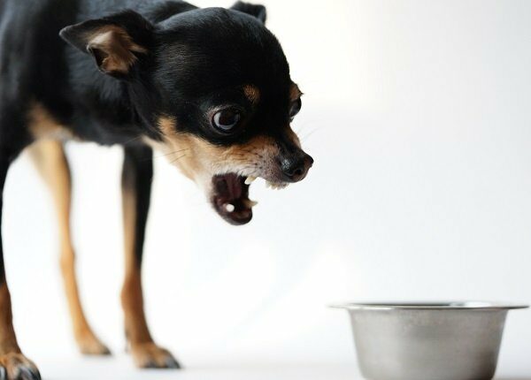 Angry litlle black dog of toy terrier breed protects his food in a metal bowl on a white background.