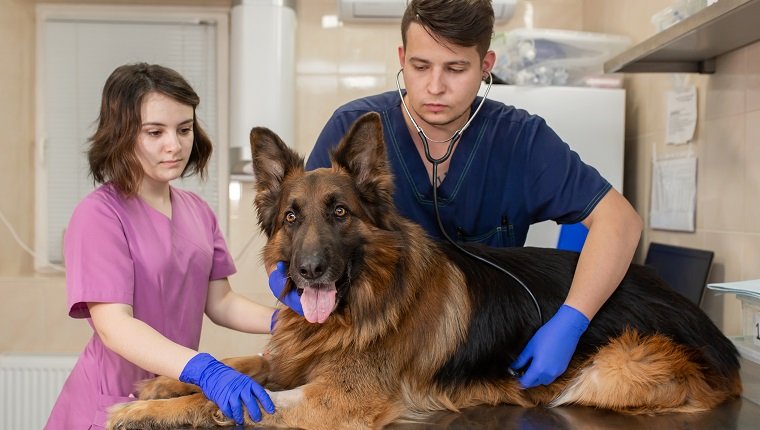 Professioneller Tierarzt mit einem Assistenten, der eine große erwachsene Hunderasse Deutscher Schäferhund untersucht.  Junge Ärzte Tierärzte Mann und Frau arbeiten in einer Tierklinik."R"nDer Praktikant hilft dem Arzt bei der Untersuchung.