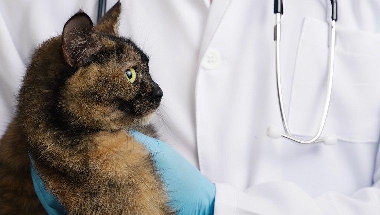 Tierarzt in blauen Latexhandschuhen, der eine dreifarbige Katze in der Klinik hält