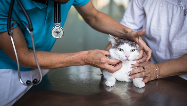 Kranke Katze wird von einem Tierarzt in einer Tierklinik untersucht