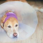 Golden retriever with a bandage and cone on after an operation on his ear.