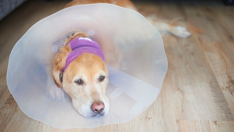 Golden retriever with a bandage and cone on after an operation on his ear.