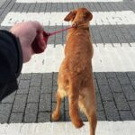 A point of view of a pet dog pulling on a lead being held tightly by the dog owner over a zebra crossing on a street