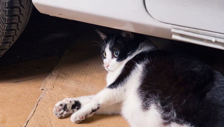 Ruhende Katze, auf Kartons hinter einem Auto liegend, dort überrascht, mit offenen Augen schauend.  In einer alten Garage.