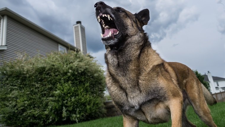 Niedrige Winkelsicht des Deutschen Schäferhundes, der im Yard gegen Himmel bellt