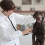 Female veterinarian examining dog in clinic