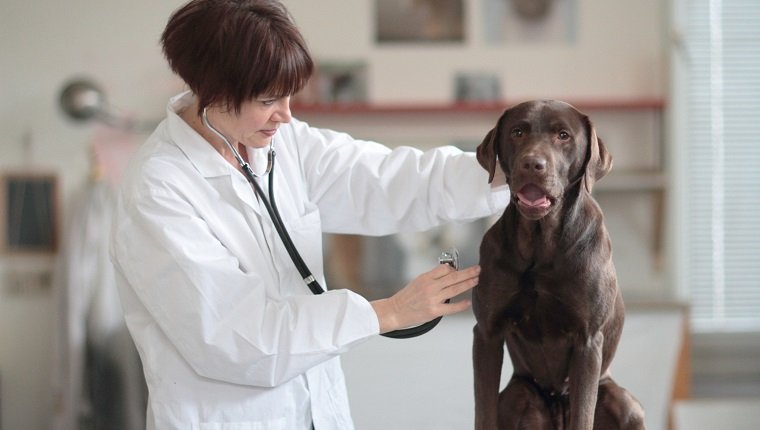 Female veterinarian examining dog in clinic