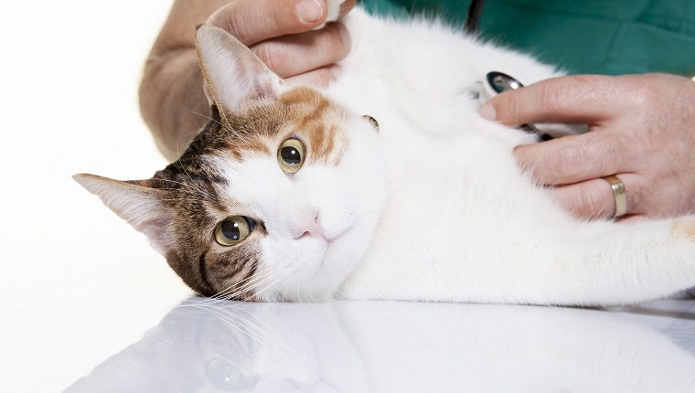 Tierarzt untersucht Katze.