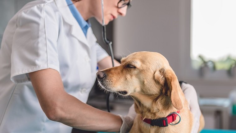 Junge Tierärztin, die den Hund in der Tierklinik untersucht