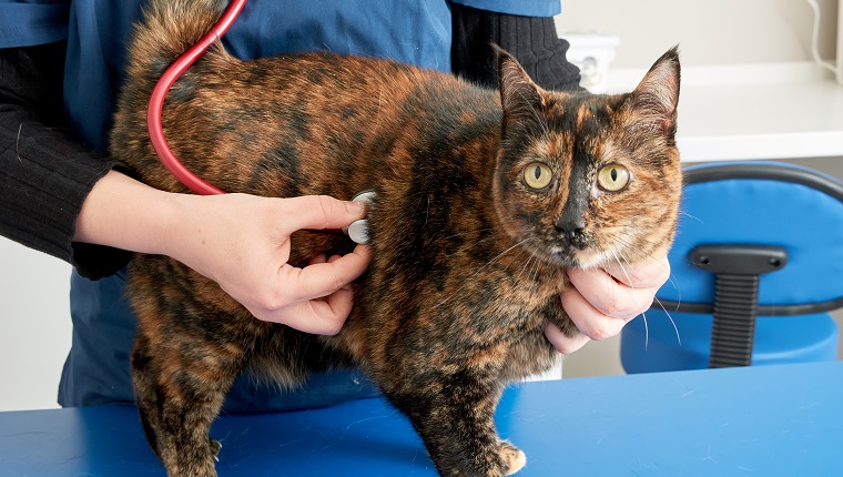 Tierarzt untersucht eine Katze mit einem Stethoskop in der Klinik