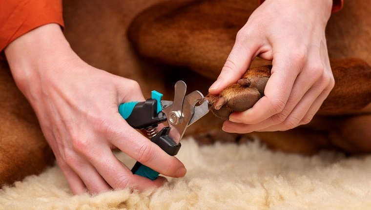 Nagelschneiden beim Hund.  Frau, die Nagelknipser verwendet, um Hundenägel zu kürzen.  Haustierbesitzer schneidet Nägel auf Vizsla-Hund.