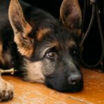 Close Up Head Young German shepherd Puppy Dog Sitting On Wooden Floor