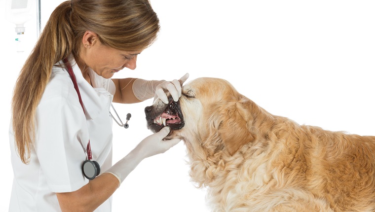 Tierarzt, der eine zahnärztliche Untersuchung bei einem Golden Retriever in der Klinik durchführt