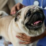 Pet pug in a veterinary clinic. Pugs are susceptible to breed specific necrotizing encephalitis.
