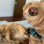 Orange tabby cat snuggles up to annoyed golden doodle on a bed.