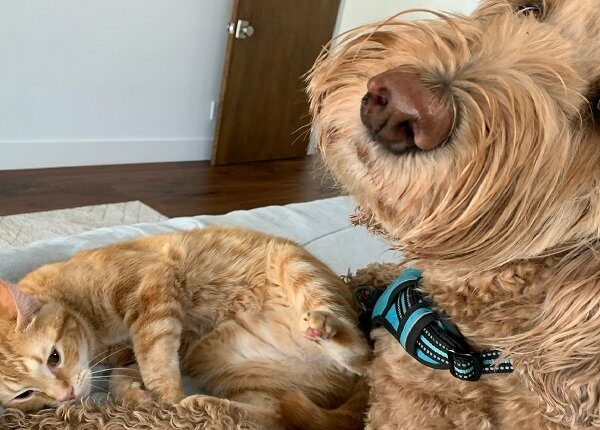 Orange tabby cat snuggles up to annoyed golden doodle on a bed.