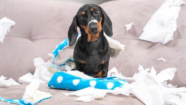 Mess dachshund puppy was left at home alone, started making a mess. Pet tore up furniture and chews home slipper of owner. Baby dog is sitting in the middle of chaos, gnawed clothes, looks piteously.