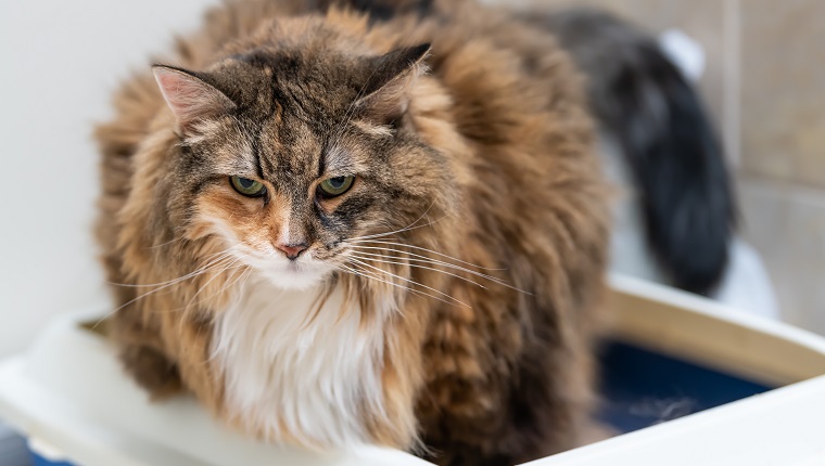Nahaufnahme einer traurigen Kaliko-Maine-Coon-Katze mit Übergewicht, Verstopfung krank, die versucht, in der blauen Katzentoilette zu Hause mit Blick nach unten auf die Toilette zu gehen?