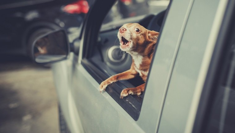 Kleiner Hund, der aus dem Autofenster auf den Parkplatz schaut und bellt, Vintage-Filtereffekt
