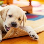 6 weeks old labrador retriever puppy chewing the carpet in living room