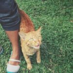 Warum Katzen Fremden folgen – 5 häufige Gründe