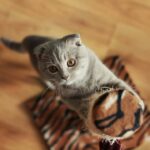 Warum bekommen Katzen nach dem Essen Zoomies – 7 häufige Gründe