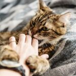 Warum greift meine Katze nach meiner Hand und beißt mich – 6 Gründe
