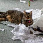 Warum mögen Katzen zerknitterte Dinge – 12 Gründe!