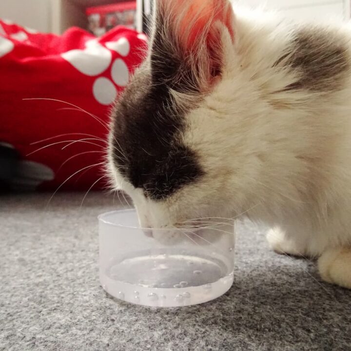 Trinken Kätzchen Wasser – was Sie wissen sollten!