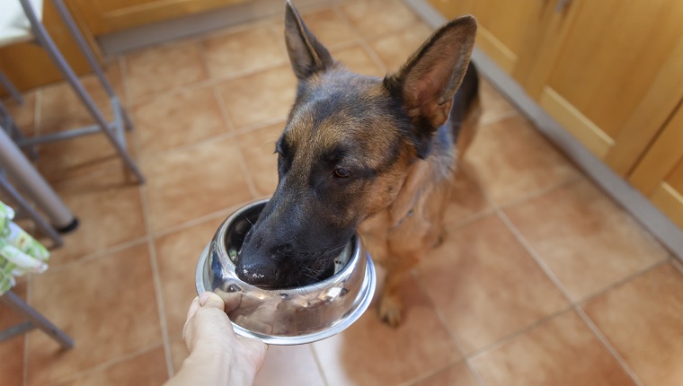 Deutscher Schäferhund, der auf seine Essenszeit wartet
