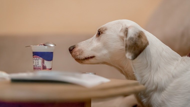 Labrador schnüffelt an einem Joghurtbehälter, der auf einem Tisch in Erfurt, Deutschland, zurückgelassen wurde