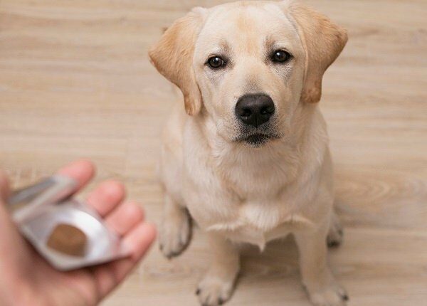 Man vet giving pill to obedient dog. veterinary medicine, pet, animals, health care concept.