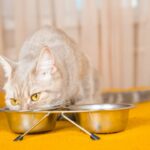 Dürfen Katzen Reispudding essen – was Sie wissen sollten!
