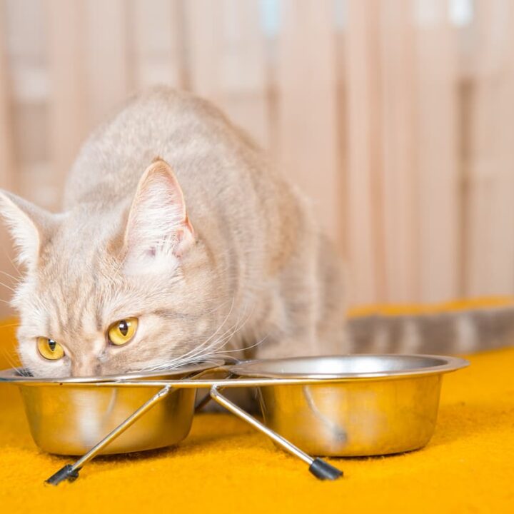 Dürfen Katzen Reispudding essen – was Sie wissen sollten!