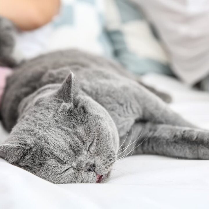 Warum schlafen Katzen gerne mit ihren Besitzern – 12 Gründe!