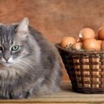 Kommen Katzen aus Eiern – Fakt oder Mythos?