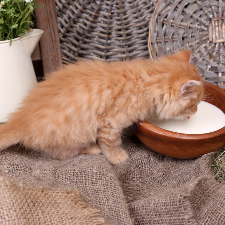 Können Kätzchen menschliche Muttermilch trinken – hier sind die Fakten!