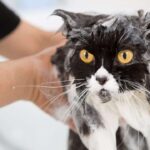 Können Sie Katzen mit Spülmittel waschen – ist es sicher?