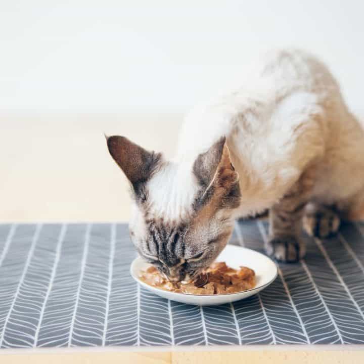 Brauchen Kätzchen wirklich Kätzchenfutter – Fütterungstipps