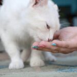 Wie weit können Katzen Nahrung riechen – die Sinne einer Katze verstehen
