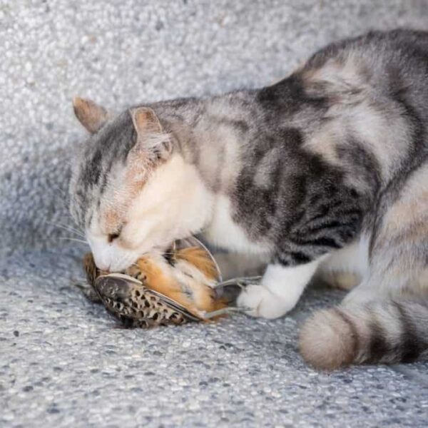 Essen Katzen Vögel – ist es sicher und was zu wissen?