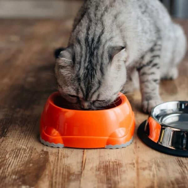 Wie lange kann eine kranke Katze ohne Essen oder Trinken auskommen?