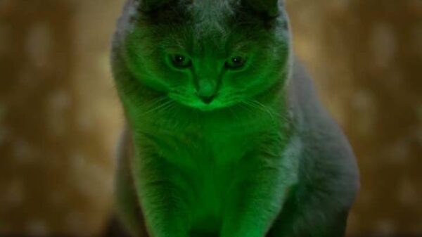 Können Katzen grüne Laser sehen – Eine Katzenvision verstehen