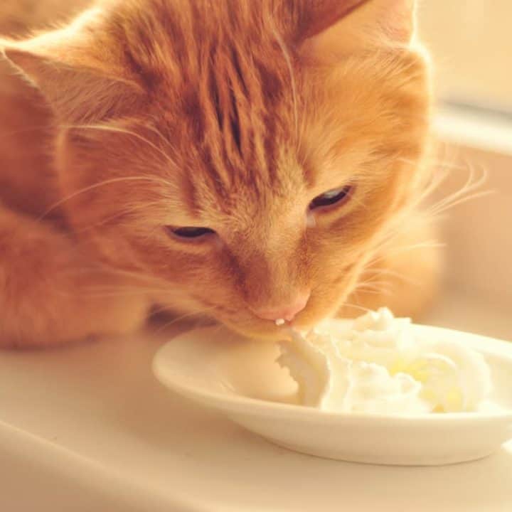 Dürfen Katzen Vanillepudding essen – Alles, was Sie wissen sollten!