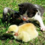 Essen Katzen Enten – 5 Faktoren & Sicherheitsbedenken!